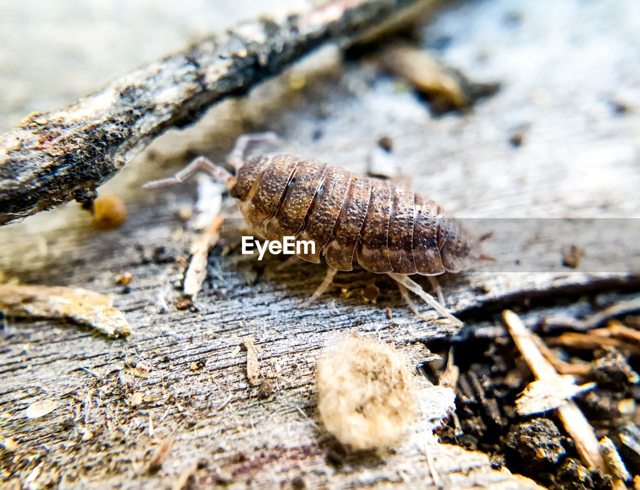 CLOSE-UP OF INSECT ON ROCK IN FIELD