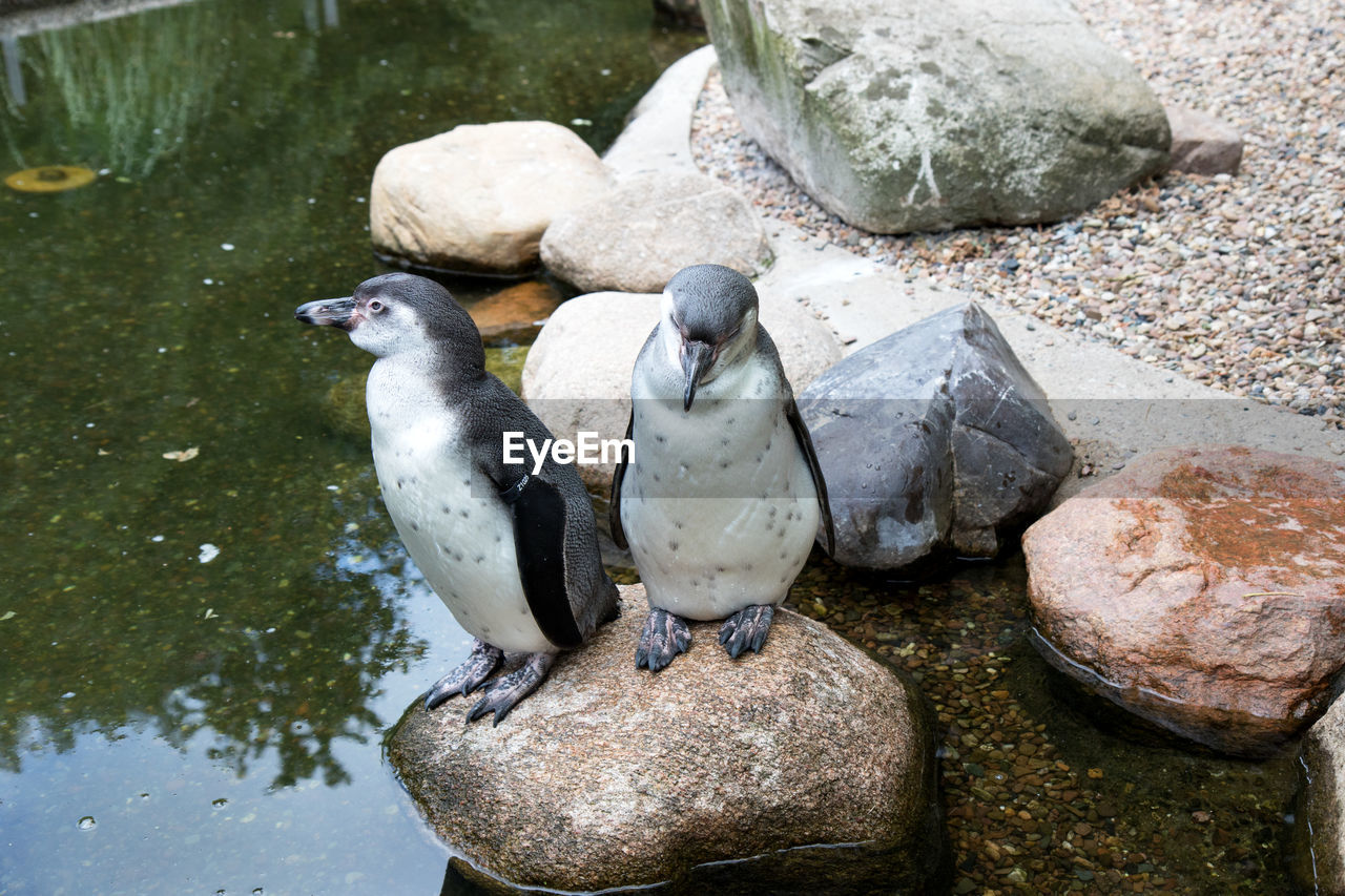 HIGH ANGLE VIEW OF BIRDS ON ROCK