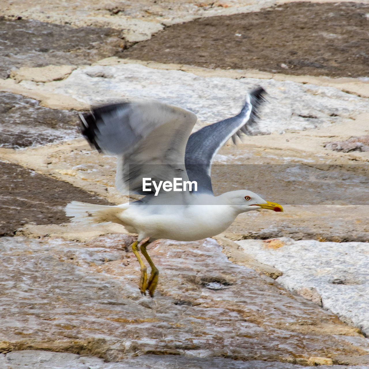 SEAGULL FLYING OVER WATER