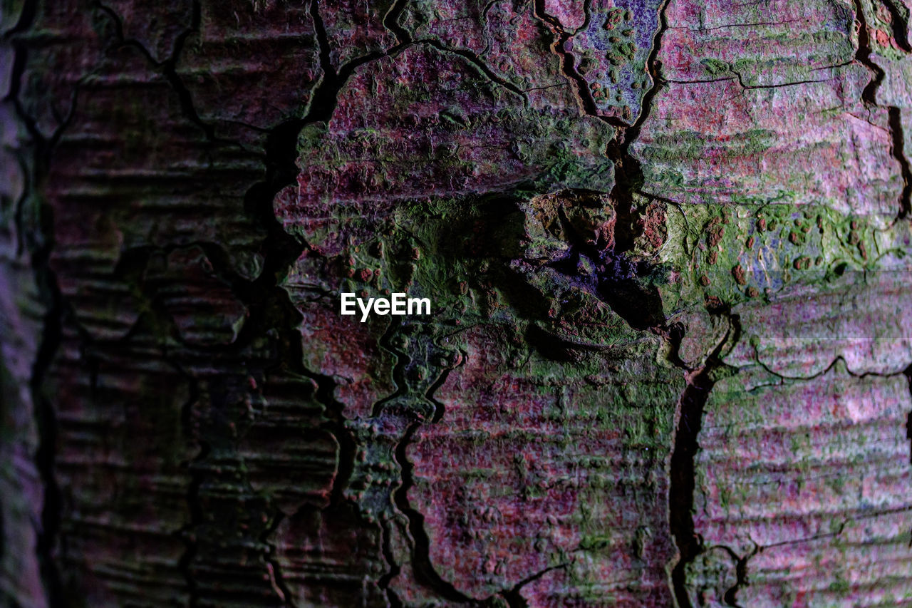 FULL FRAME SHOT OF TREE TRUNK WITH PURPLE