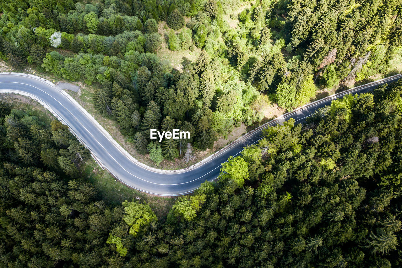 Aerial view of road amidst forest