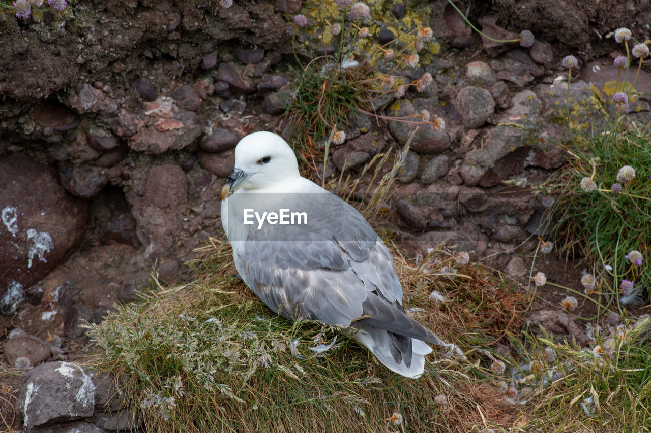 SEAGULL PERCHING ON ROCK