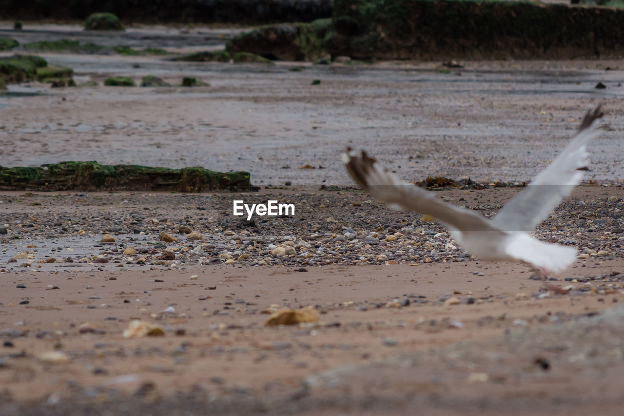 CLOSE-UP OF CRAB ON SAND