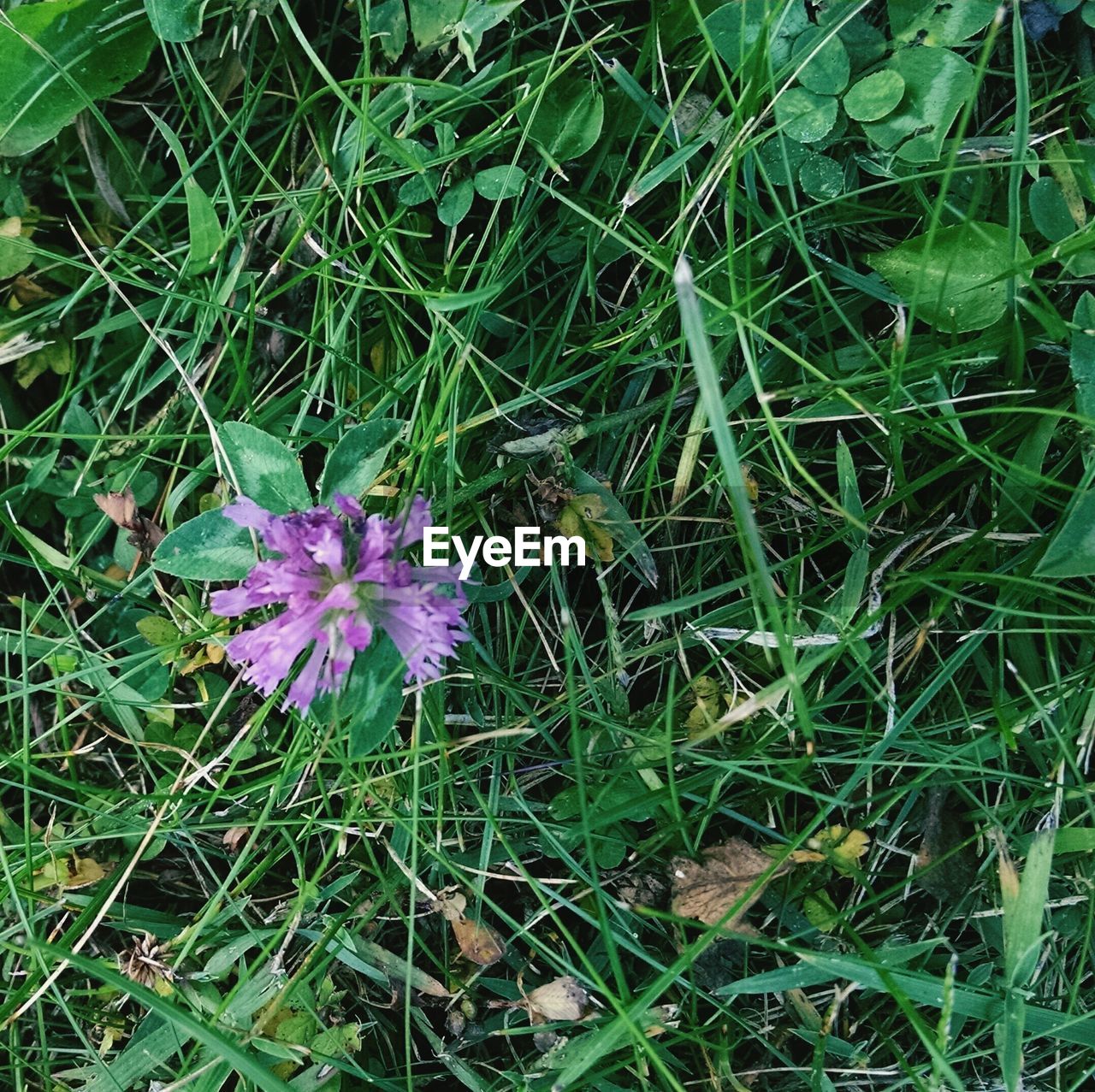 CLOSE-UP OF PURPLE FLOWERS BLOOMING ON FIELD