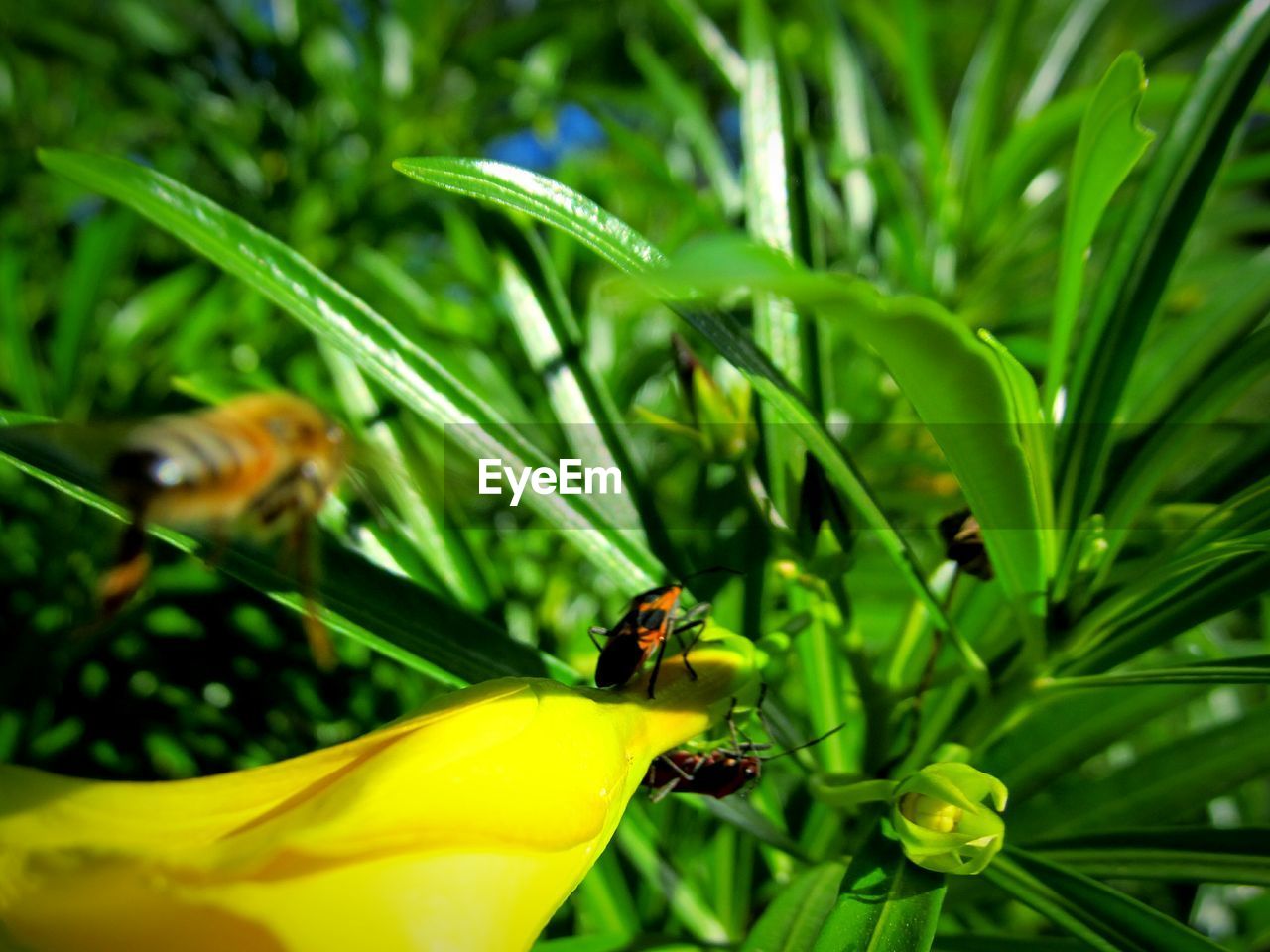 CLOSE-UP OF HONEY BEE POLLINATING ON YELLOW FLOWER