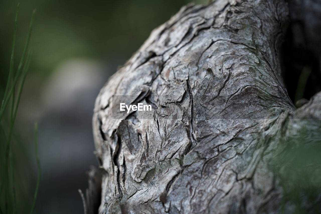 Close-up of a twisted tree trunk in the forest