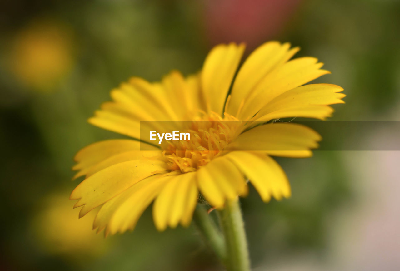 Close-up of yellow flower