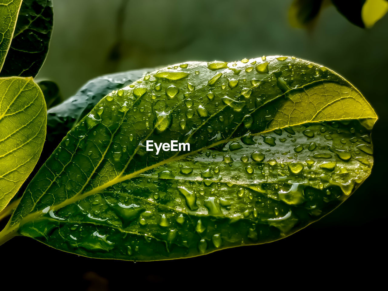 Raindrops behind green leaves