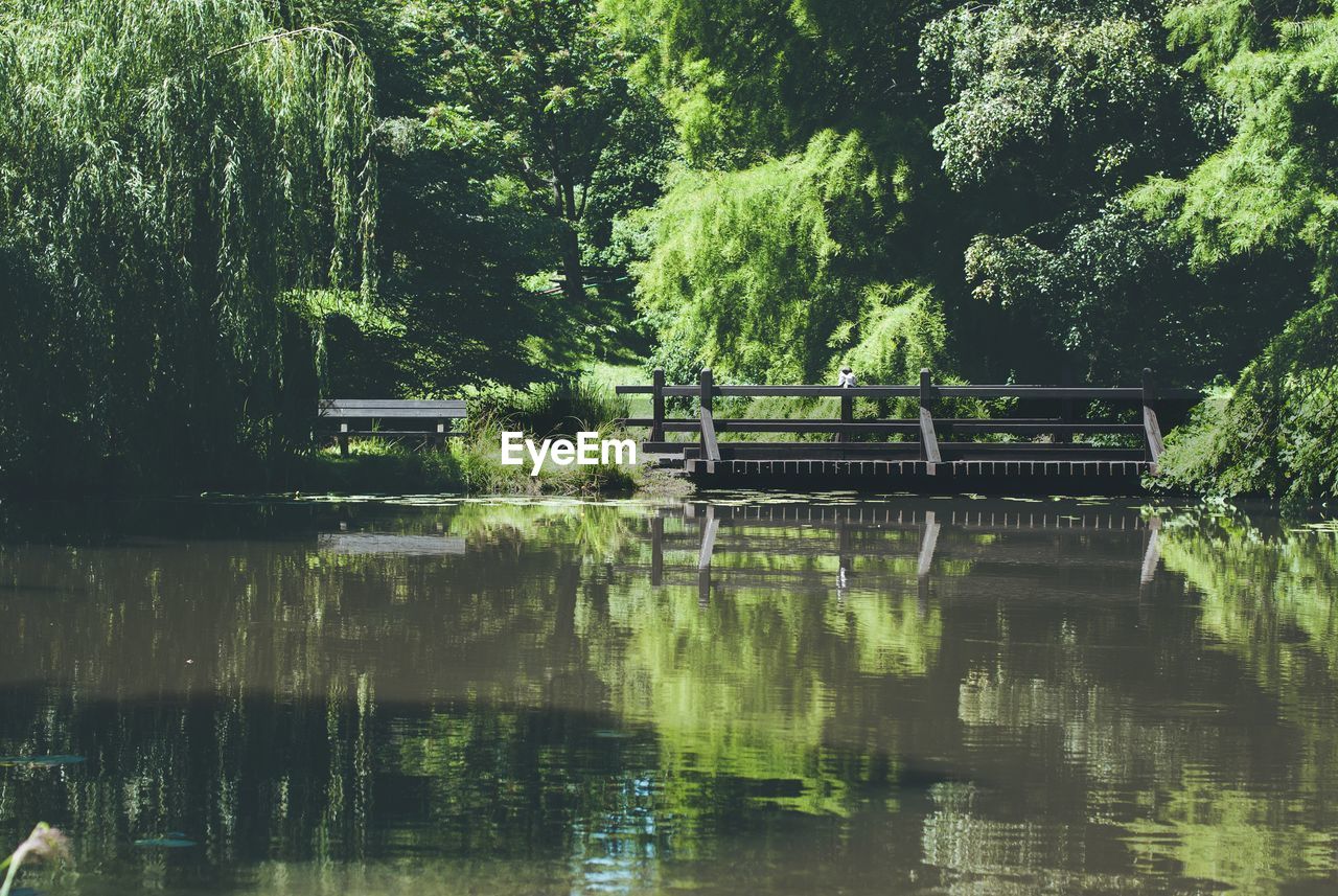 TREES AND PLANTS IN LAKE