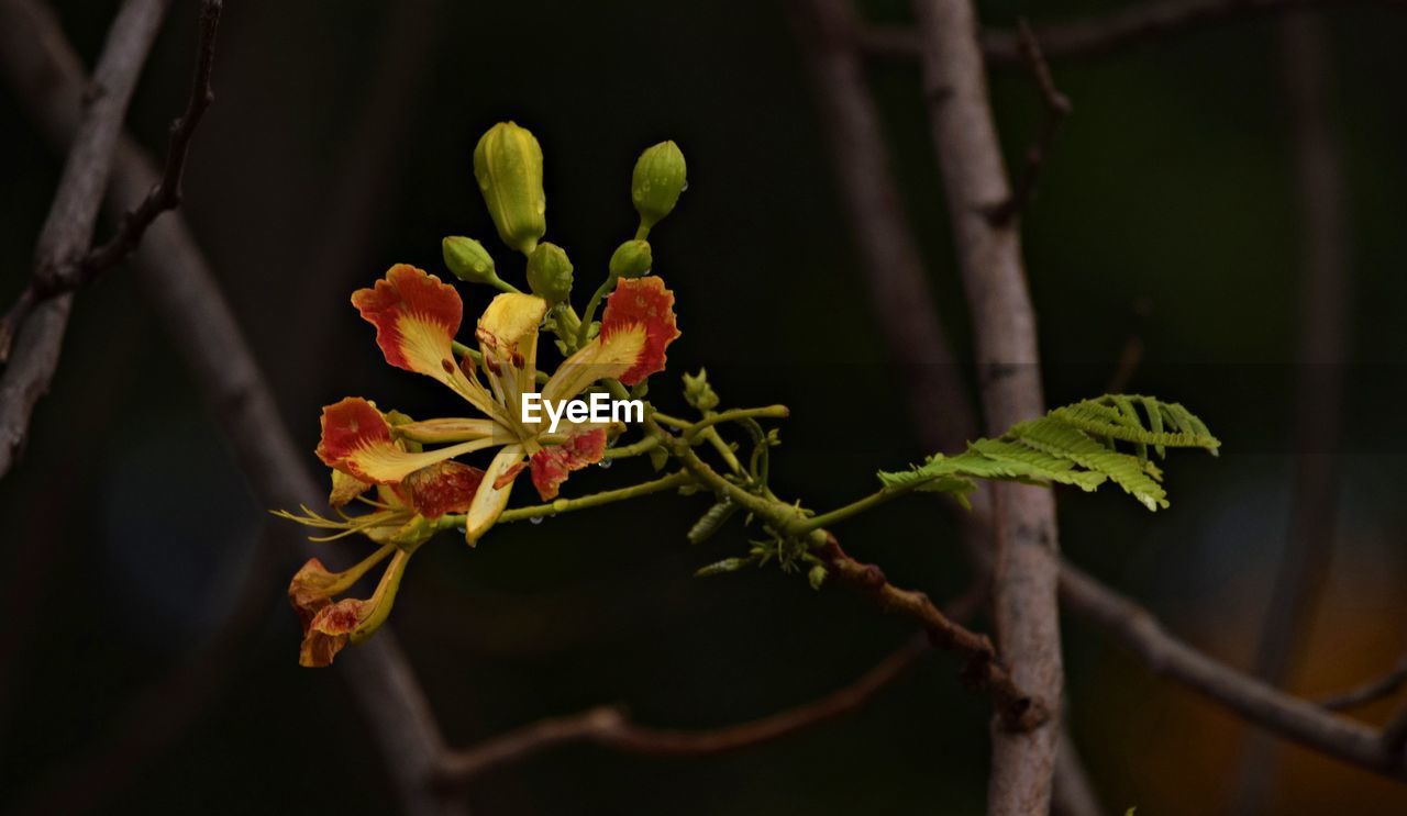 plant, branch, nature, yellow, green, leaf, macro photography, tree, flower, beauty in nature, close-up, plant part, no people, plant stem, growth, blossom, flowering plant, outdoors, food and drink, focus on foreground, bud, food, fruit, land, night, autumn, environment, freshness, travel, spring, botany