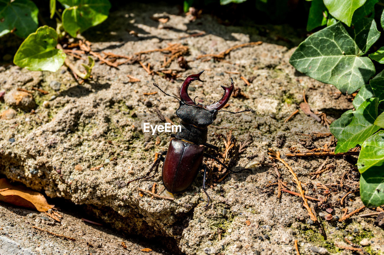 CLOSE-UP OF GRASSHOPPER ON ROCK