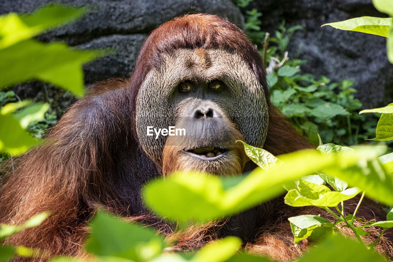 Orangutan looking away in zoo