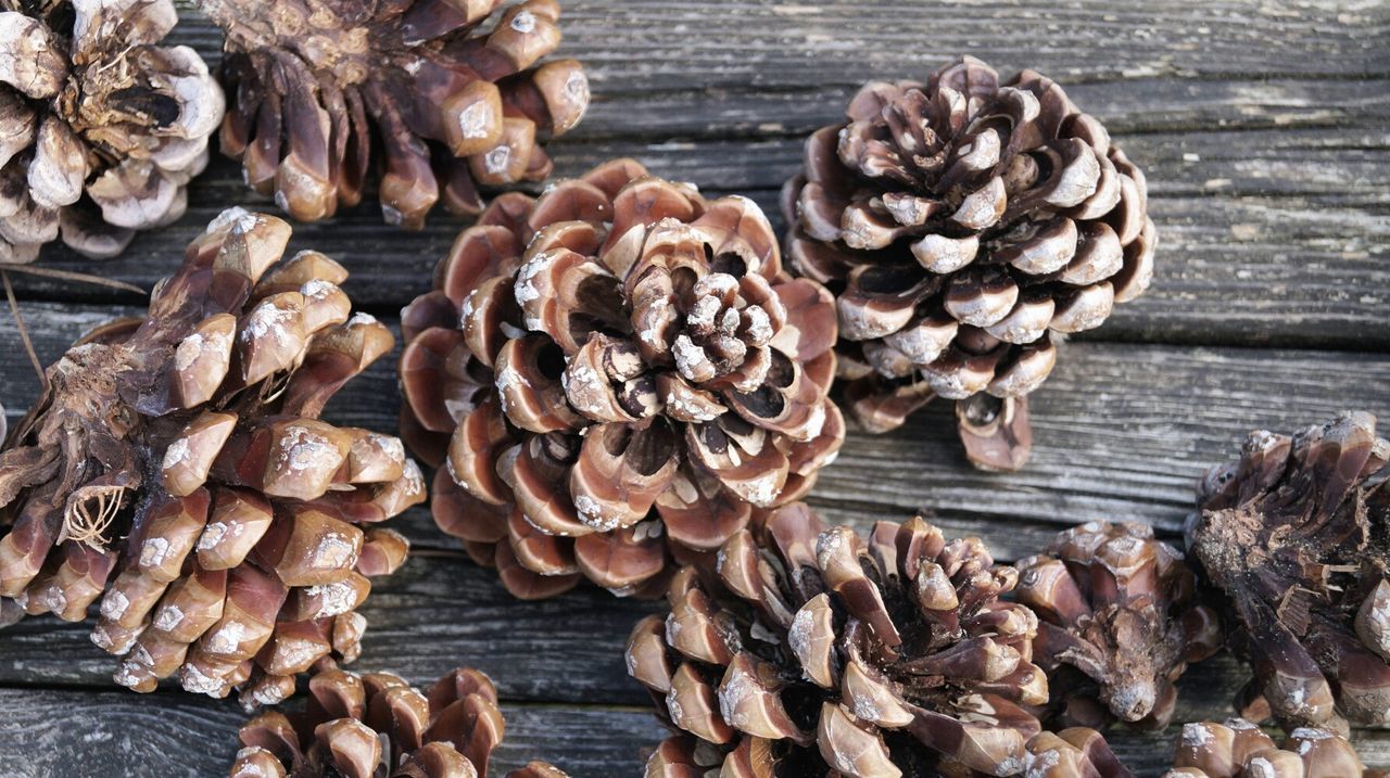 Directly above view of pine cones on table