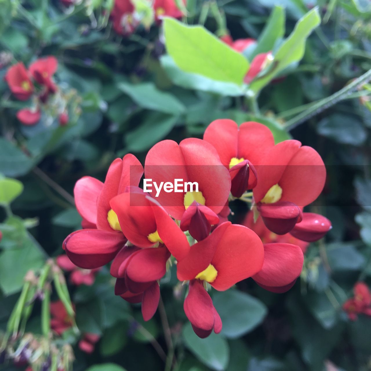 CLOSE-UP OF RED FLOWER