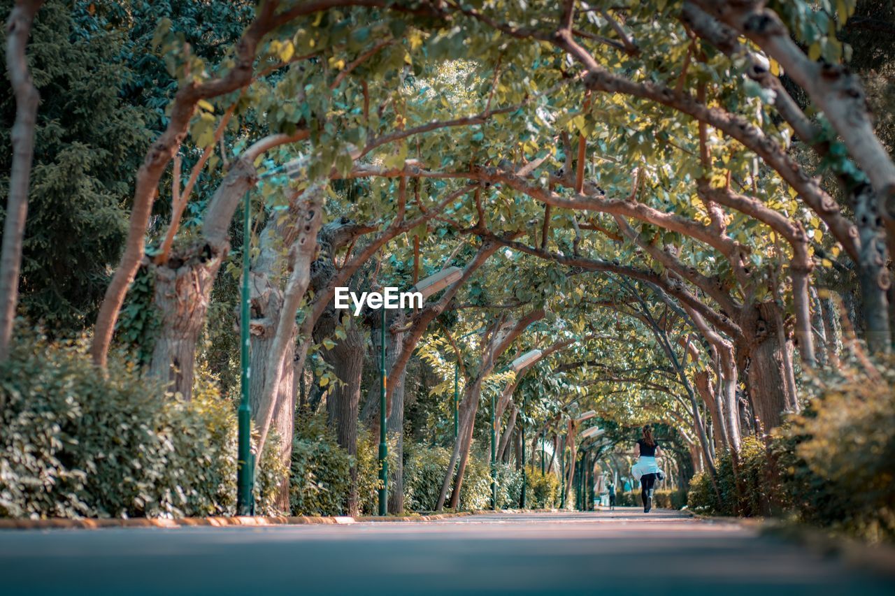 Road passing through forest