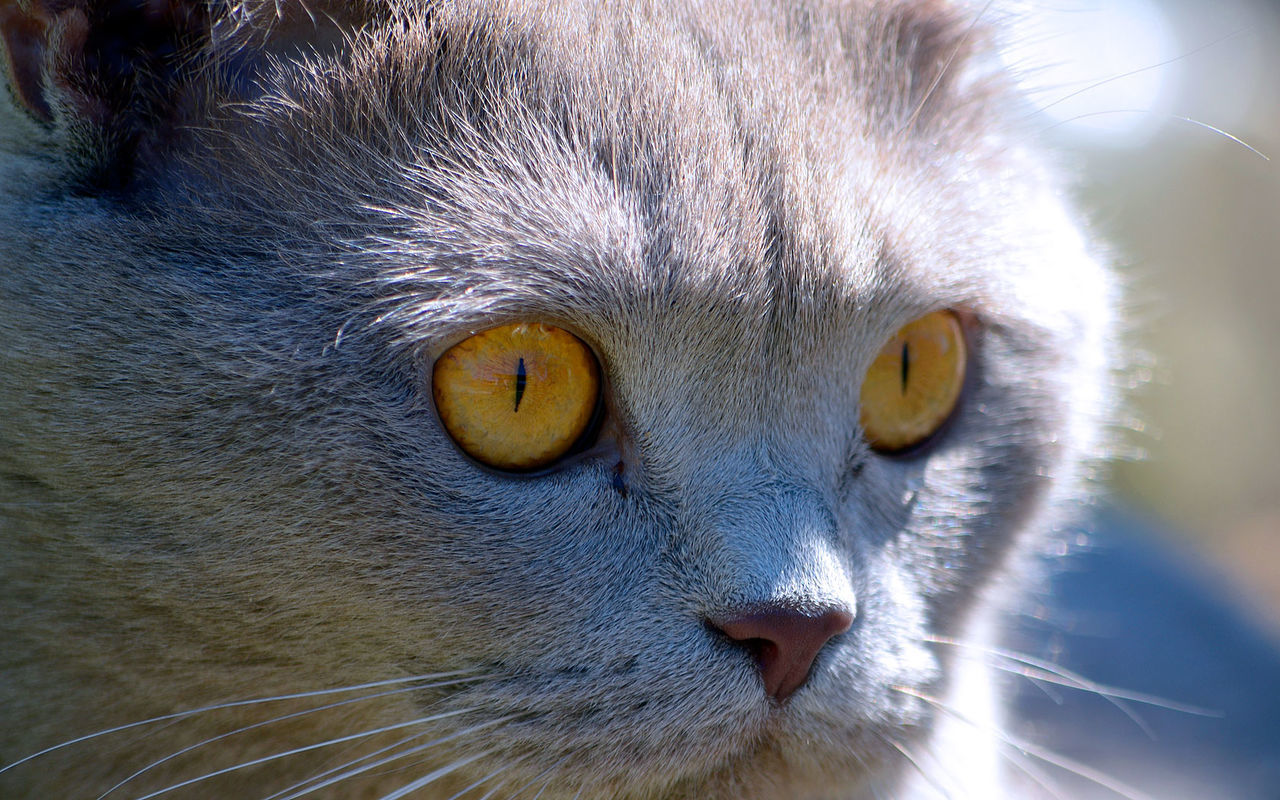 Close-up of cat with yellow eyes