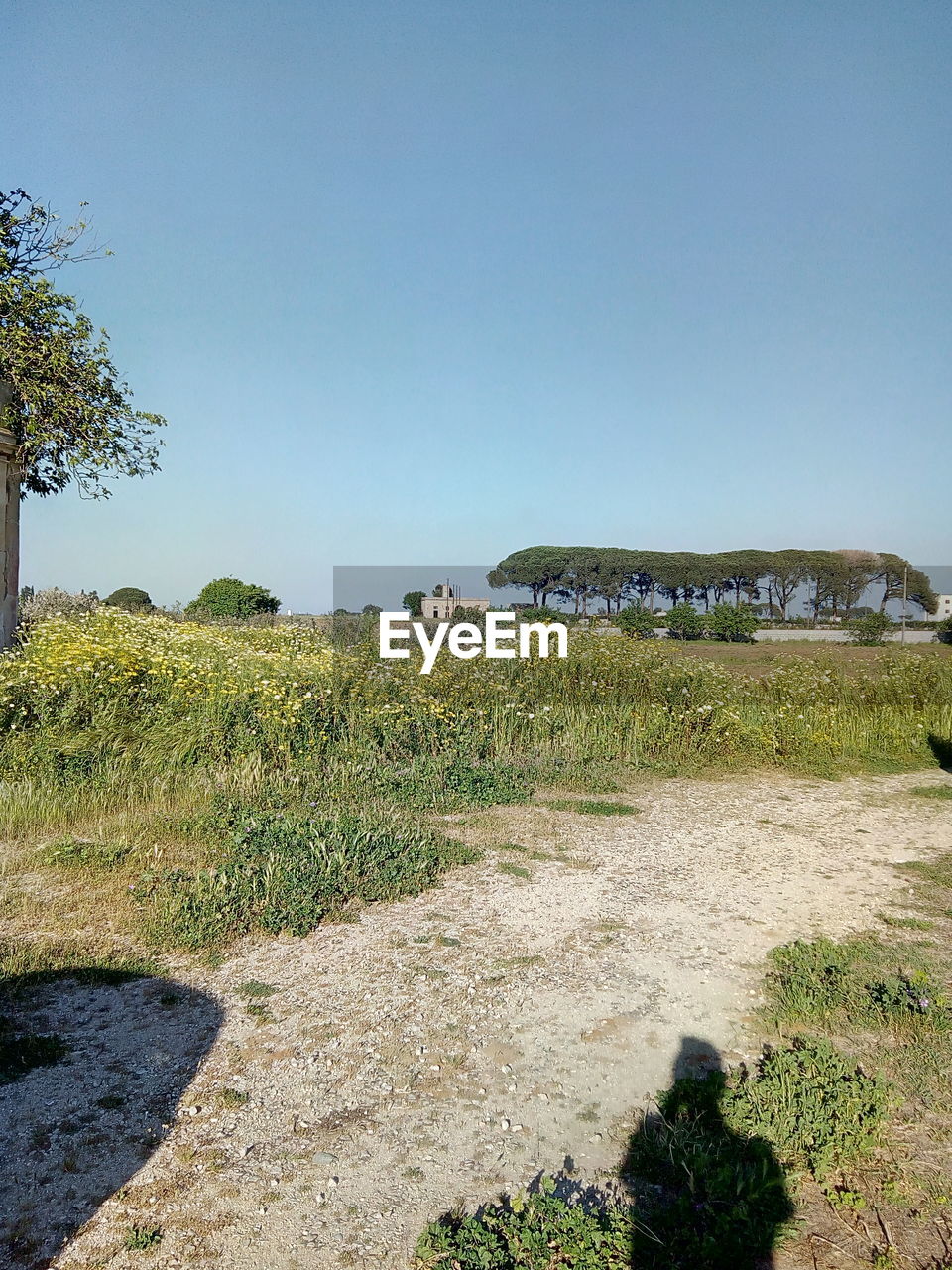 TREES AND PLANTS ON FIELD AGAINST CLEAR SKY