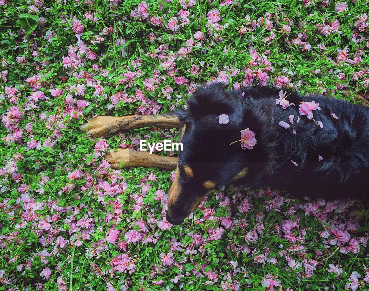 Directly above shot of dog resting amidst pink flowers on field