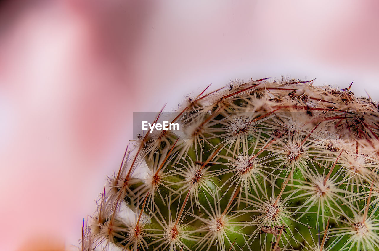 Close-up of cactus plant