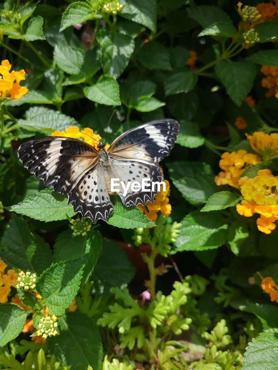 BUTTERFLY ON FLOWER