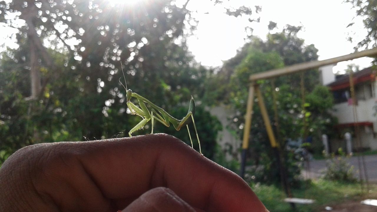 Cropped hand with insect at yard