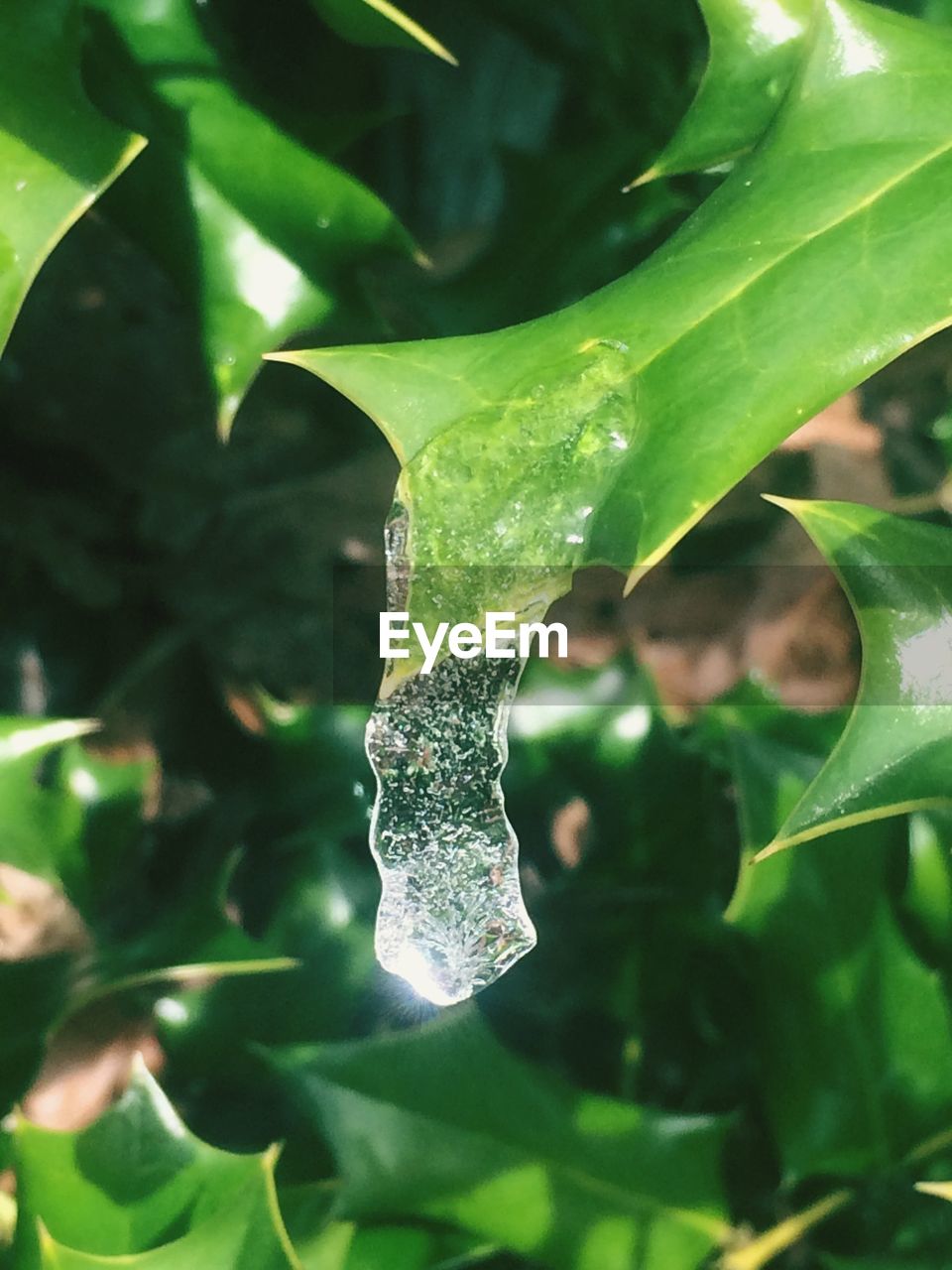 CLOSE-UP OF MOTH ON PLANT