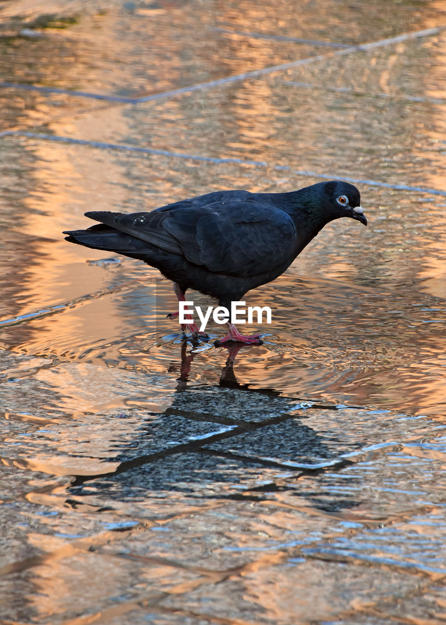 BIRD PERCHING ON LAKE