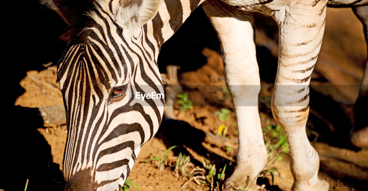 CLOSE-UP OF TWO ZEBRAS