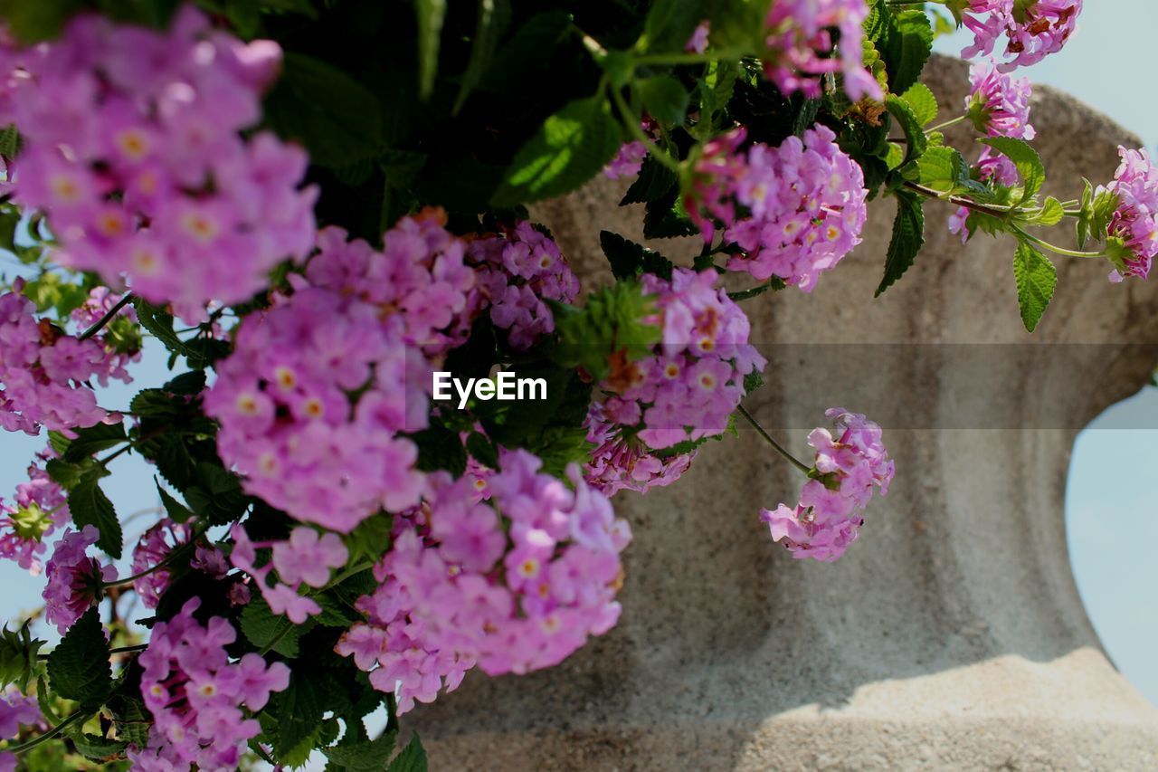 CLOSE-UP OF PINK FLOWERS GROWING ON PLANT