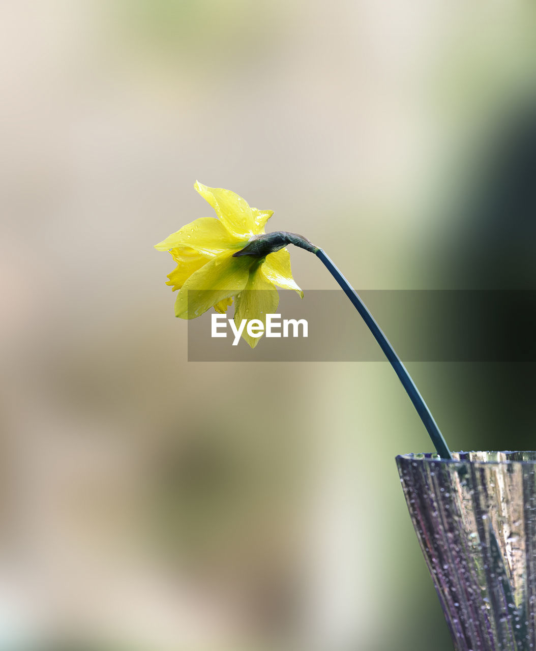 CLOSE-UP OF GREEN PLANT ON YELLOW FLOWER