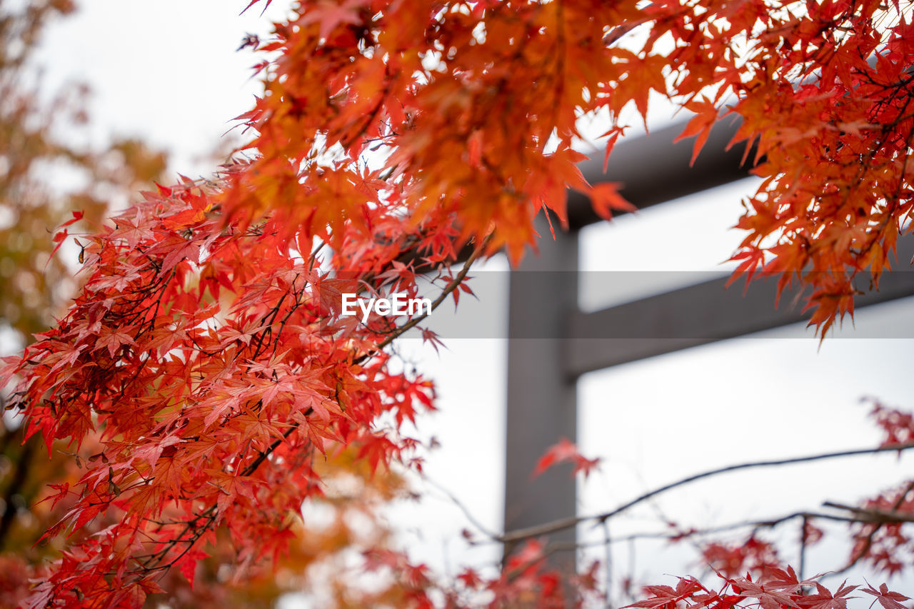 Red leaves and torii