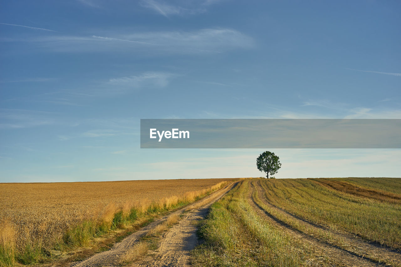 A sunny, august rural landscape with a sandy road leading to a lonely tree among the fields.