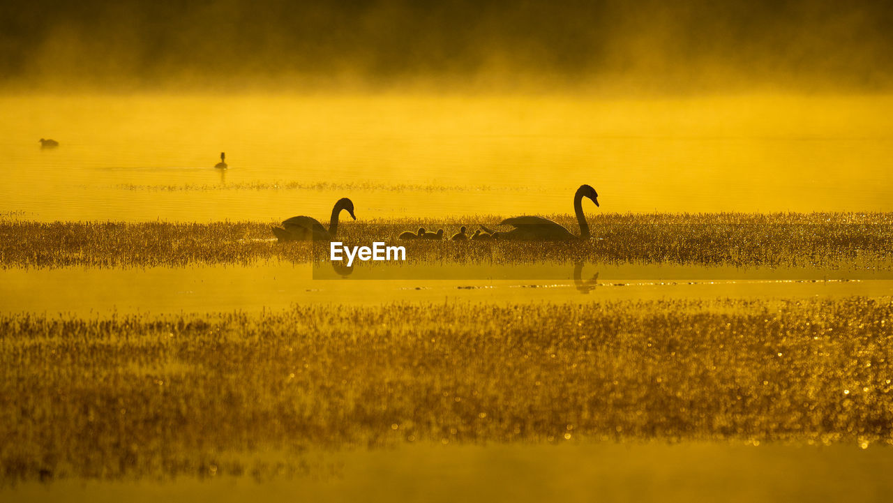 A family of summer swans feeding its chicks during sunrise hours on the chinteni lake, transylvania.