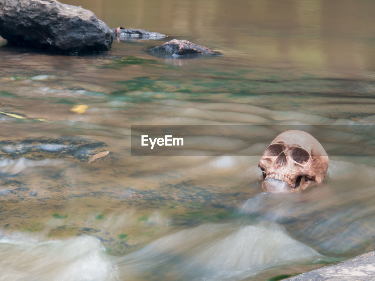 TURTLE SWIMMING IN LAKE