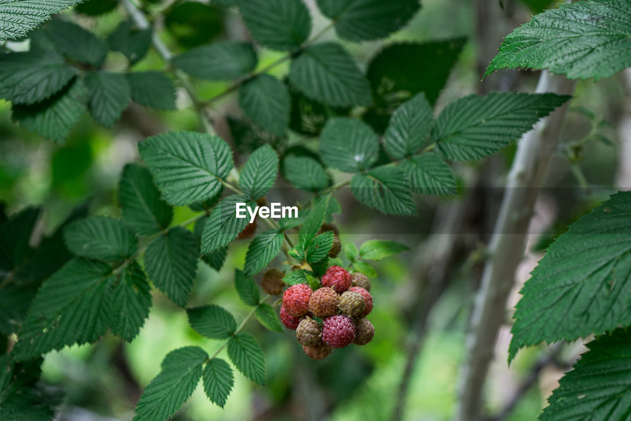 Red raspberries on background branch of raspberry