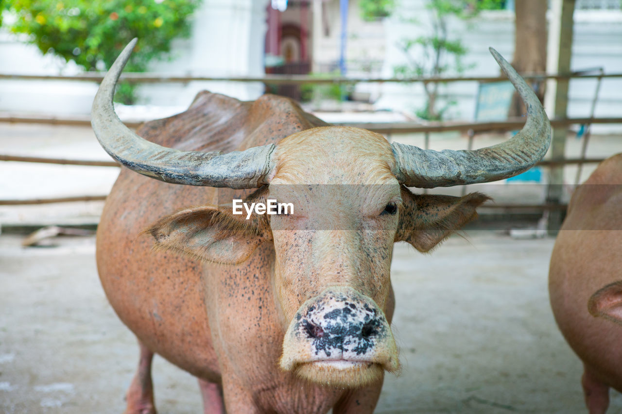 The albino water buffalo is standing in the farm, head shot close up.