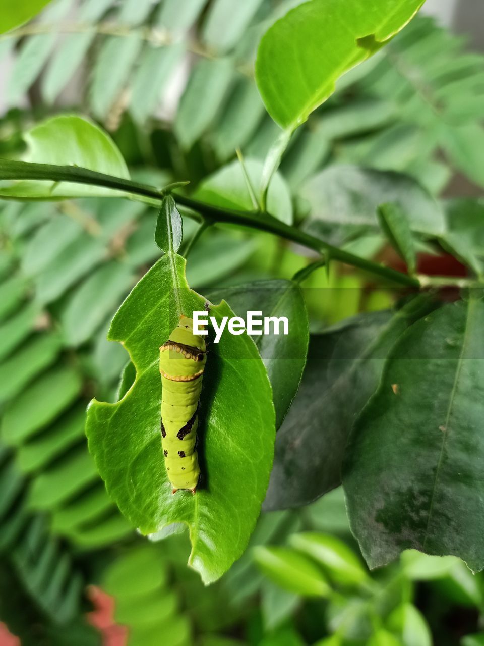 CLOSE-UP OF CATERPILLAR ON LEAF