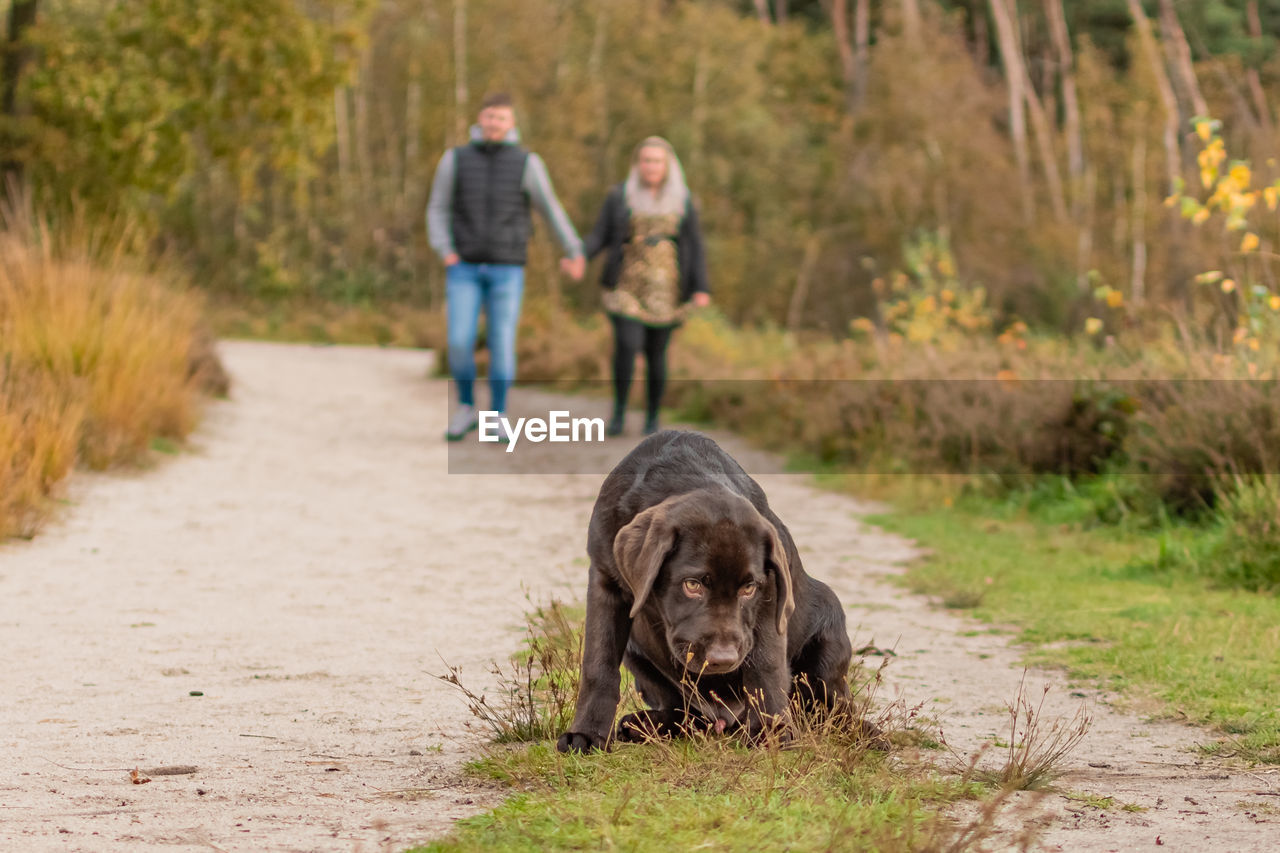 Portrait of a brown labrador puppy on a sandy path in a forest. man and woman are faintly visible.