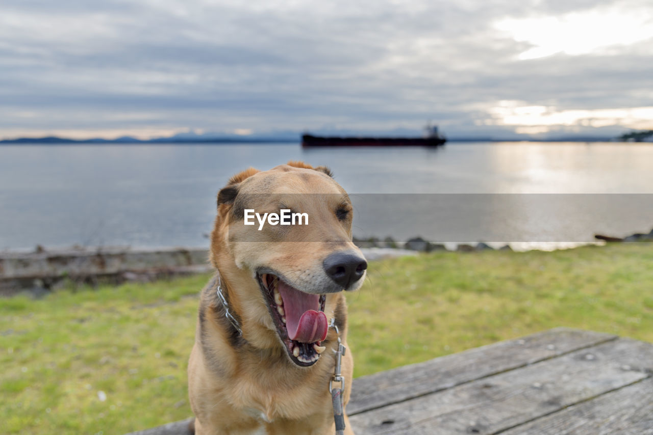 Close-up of german shepherd dog yawning against lake