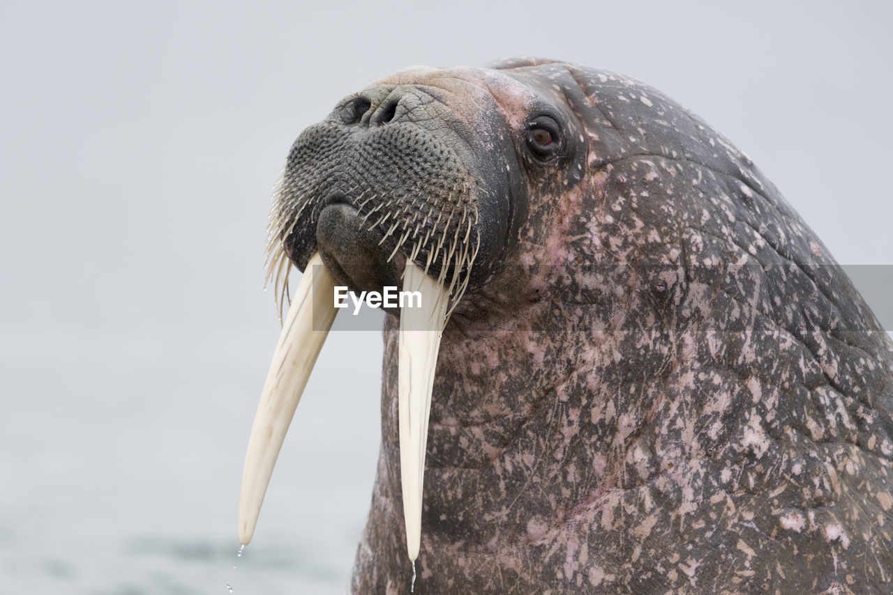 Close-up of walrus against sky