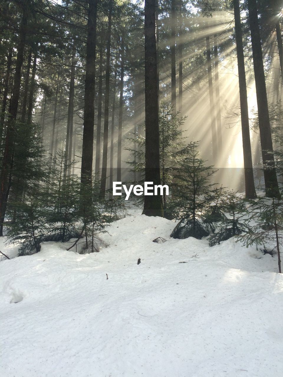 Sunbeam through trees in forest during winter