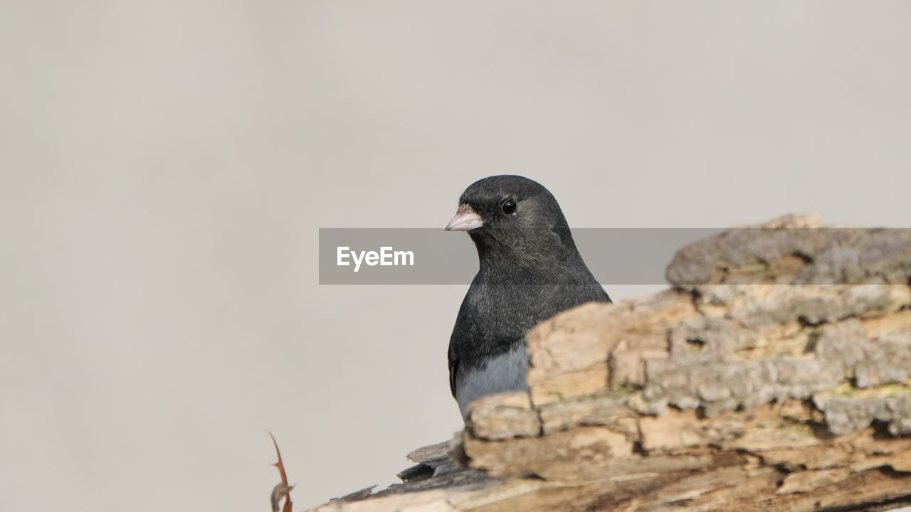 Junco perched on a branch 