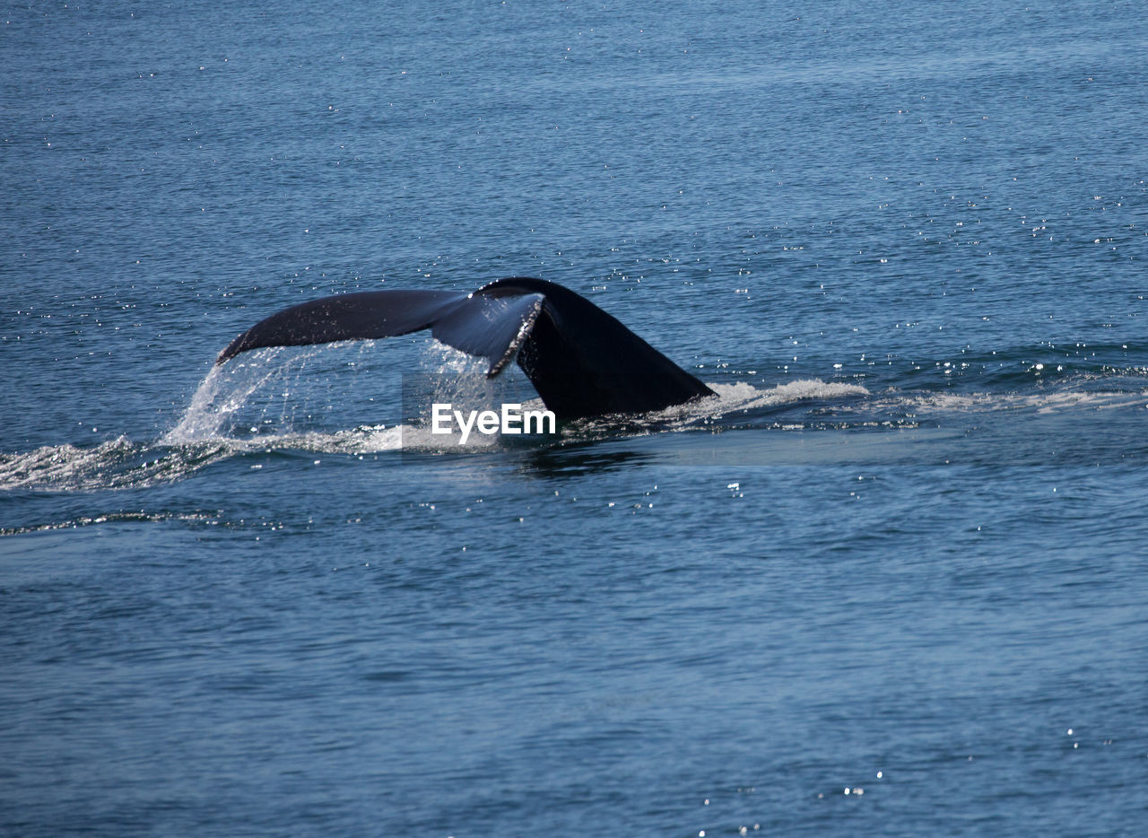 VIEW OF AN ANIMAL SWIMMING IN SEA