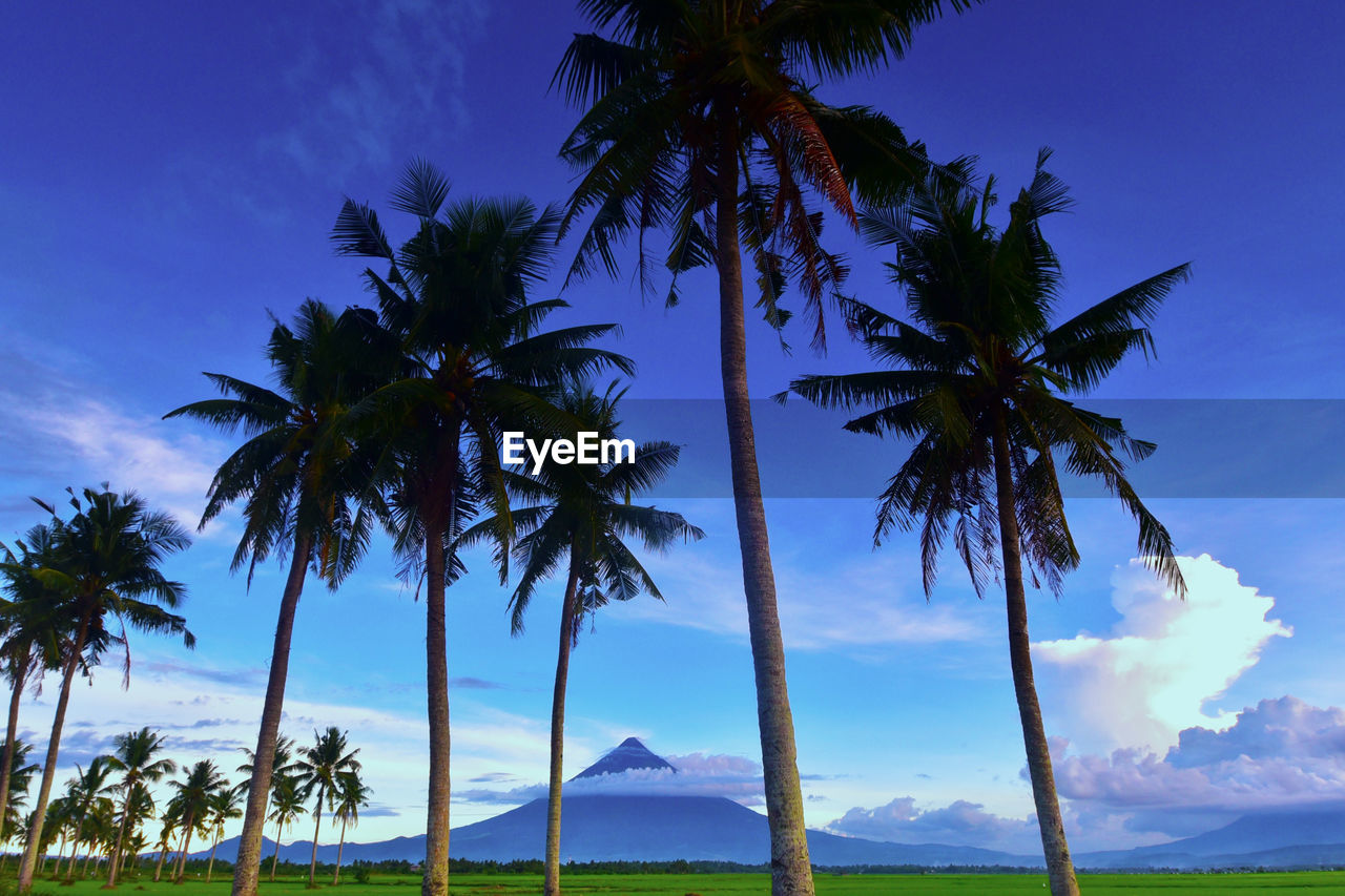 LOW ANGLE VIEW OF PALM TREES AGAINST SKY