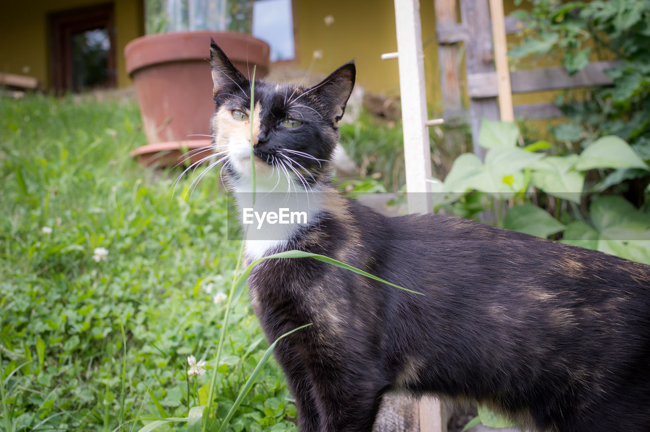 CLOSE-UP OF CAT