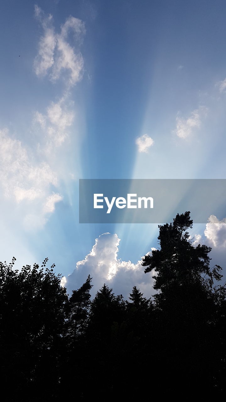 LOW ANGLE VIEW OF SUNLIGHT STREAMING THROUGH TREES