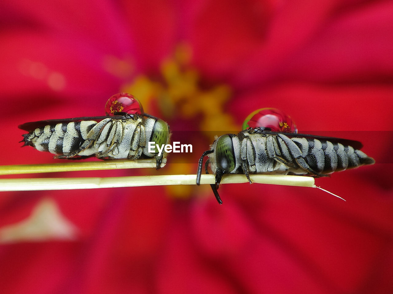 CLOSE-UP OF INSECT ON RED FLOWERING