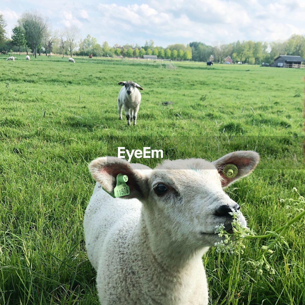 Two sheeps in a field staring at the flowers