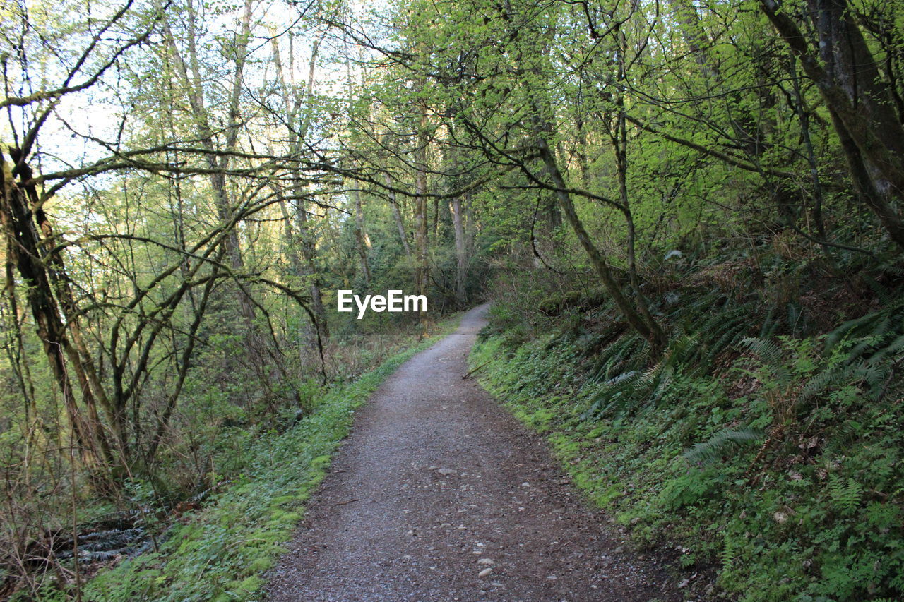 Road amidst trees in forest