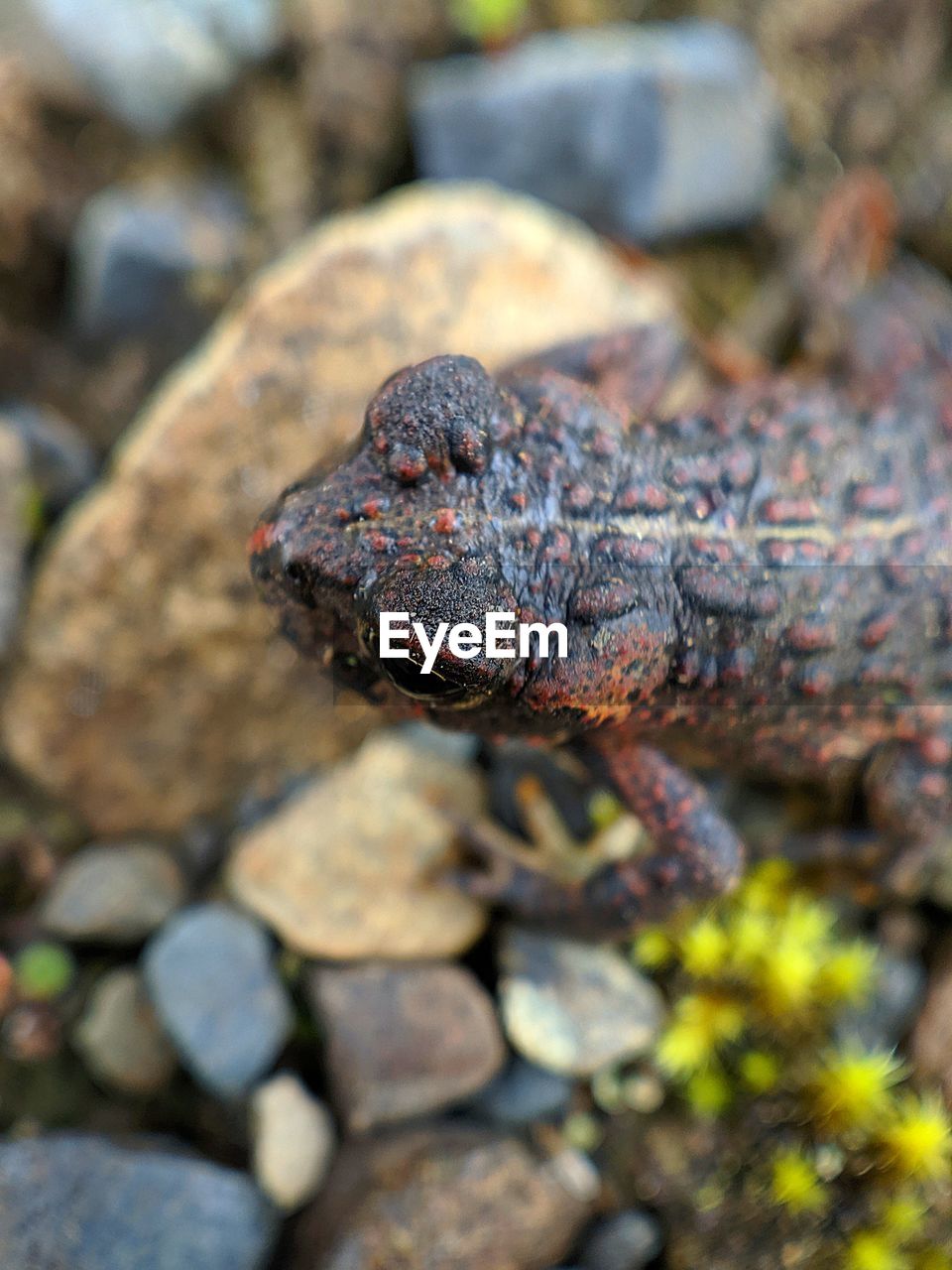 CLOSE-UP OF SNAKE ON ROCK